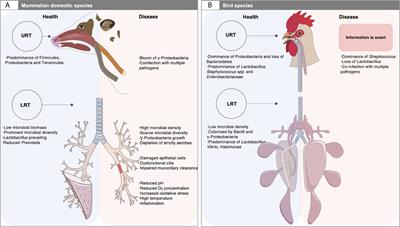 The Airway Pathobiome in Complex Respiratory Diseases: A Perspective in Domestic Animals